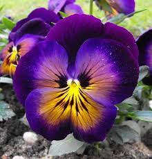 Pansy The Specific Colors Of The Flower Purple Yellow And White Are Meant To Symbolize Memories Loving Thoughts Pansies Flowers Pansies Flower Photos