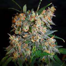 Aurora Indica Regular Nirvana Seeds Freedom Seeds