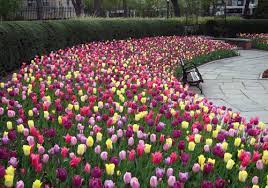 Maybe you would like to learn more about one of these? Central Park Blog Spring Means Flowers In Central Park After A Long