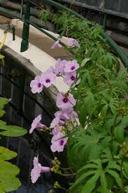 Image result for Ipomoea mauritiana