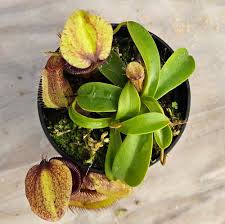 Image result for Nesaea spathulata