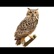 Image result for Bubo