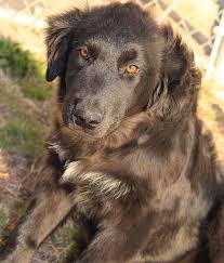 Find free puppies near me, adopt a puppy, buy puppies direct from kennel breeders and puppy owners in niger. Newfoundland Mix Puppies Near Me