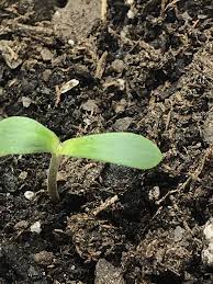 A seedling is a young sporophyte developing out of a plant embryo from a seed. Stuck In Seedling Stage No True Leaves Need Help Grasscity Forums The 1 Marijuana Community Online