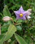 Image result for Solanum campylacanthum 'incanum type'