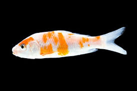 Goldfish With Clamped Fins Goldfish Fish Pet Finned
