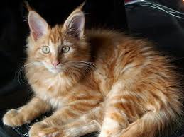 Does Size Matter What Is The Average Weight Of A Maine Coon