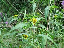 Image result for Bidens ruyigiensis