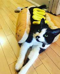 Black And White Cat Tuxedo Hot Dog Costume Ronaldotuxedo Furry Friend Cats And Kittens Kitten