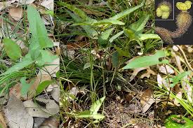 Image result for Aristolochiaceae