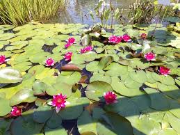 Les Jardins D Eau Pres De Sarlat En 2020 Jardin D Eau Jardins Joli Jardin