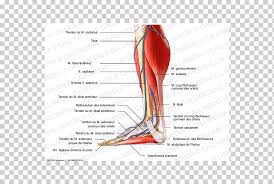 3d human upper leg anatomy or anatomical and muscle set. Human Leg Muscle Human Anatomy Limb Foot Anatomi Text Foot Anatomy Png Klipartz