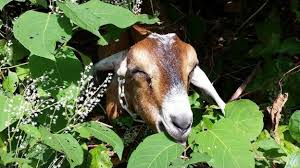If they've been eating a lot of brush, they'll go for the grass. Pittsburgh Is Using 10 Goats And Their Donkey Guardian To Cut Unruly Grass