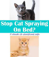 10 Bewitching How To Stop A Cat Spraying Inside The House