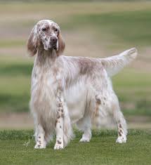 Black And White English Setter Dog Bonny English Setter Dog Photo English Setter Dogs English Setter English Setter Puppies