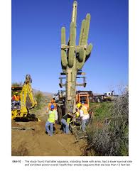 It is used by animals for shelter while (saguaro, sahuaro, pitahaya) this species is a huge columnar, candelabra shaped cactus growing to 12 meters in. Asla 2012 Professional Awards Ironwood And Saguaro Transplant Studies
