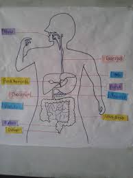 Proses pencernaan dibedakan menjadi dua makan yaitu pencernaan secara mekanik dan sistem pencernaan secara kimiawi. 2 3 Sistem Pencernaan Manusia Cikgu Ayu