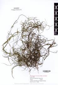 Image result for Potamogeton trichoides