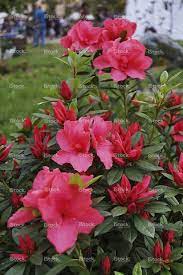 Red Azalea Azaleas Stock Images Free Red Pictures