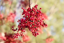 Image result for Pistacia