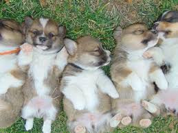 Maybe you would like to learn more about one of these? Else Ranch Corgis Puppies For Sale
