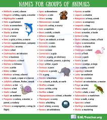 Groups Of Animals In English Animal Groups Vocabulary Pictures Learn English