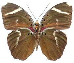 Image result for Sorindeia katangensis