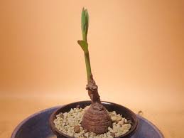 Image result for Euphorbia platycephala