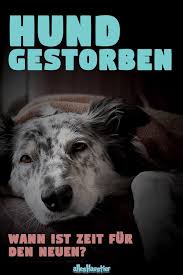 pin auf hunde