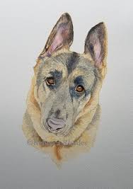 A custom pet portrait is a fun and special piece of art to hang in your home or a meaningful gift for anyone with animals. New Pet Portrait German Shepherd In Watercolor Rebecca Rhodes