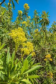 Image result for Solanecio mannii