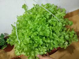 15 tanaman sayur ini bisa ditanam di rumah, cepat tumbuh. Duduk Rumah Flat Tiada Laman Masih Boleh Berkebun Secara Self Watering Gantung Mingguan Wanita