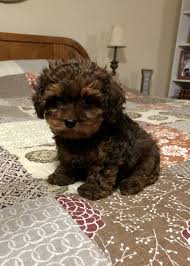 Cockapoos make the perfect family pet and ours are unsurpassed. Ricky Male Cavapoo Pup For Sale In Bolivar Missouri Copy Copy Copy Puppies For Sale Spaniel Puppies For Sale Puppy Litter