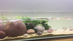 5ft Hillstream Aquarium Water Change Youtube In 2020 Planted Aquarium Aquarium Betta Aquarium