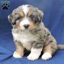 Stay tuned for these beautiful puppies. Mini Bernedoodle Puppies For Sale Greenfield Puppies Bernedoodle Puppy Mini Bernedoodle Bernedoodle