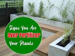 How To Prevent From Too Much Fertilizer Organic Compost Fertilizer Natural Fertilizer