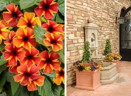 Image result for Thunbergianthus