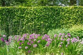Make sure the sides of the holes are not smooth like the. 1 X Hornbeam Hedge Plant In Pot Container Winter Hard Plants Seedlings Universitasfundacion Bushes Shrubs Hedging Plants