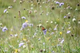 While butterflies do not eat anything they do drink liquids of many types. 10 Plants For Butterflies Bbc Gardeners World Magazine