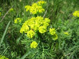 Image result for Euphorbia neoglaucescens
