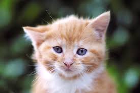 He started vomiting up, it was clear with white foam. Kidney Failure In Cats Symptoms Causes Diagnosis Treatment Recovery Management Cost