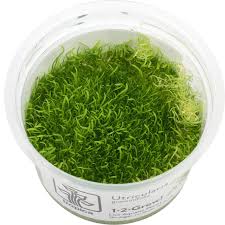 Image result for Utricularia formula