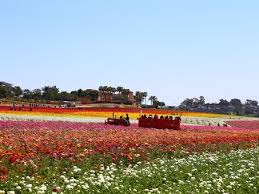 Maybe you would like to learn more about one of these? The Flower Fields Of Carlsbad California The Official Travel Resource For The San Diego Region