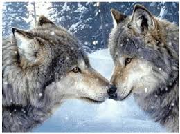 Lobos Amor Para Toda Vida Pareja De Lobos Amor De Lobo Fotos De Lobo