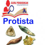 Pengertian Protista Terlengkap Hewan Pendidikan