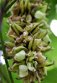 Image result for Mucuna poggei
