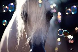 تفسير حلم رؤية الخيل في المنام Beautiful Arabian Horses Beautiful Horses Horses