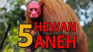 Haiwan air pelik apakah ini ??? Streaming Hewan Aneh Dan Langka Di Dunia Salah Satunya Tikus Terbang Vidio
