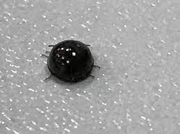 I'm not sure if they bite, i think they might do and just leave a small mark. What Is This Round Shiny Black Bug About 10mm Long Found In Singapore The Great Outdoors Stack Exchange