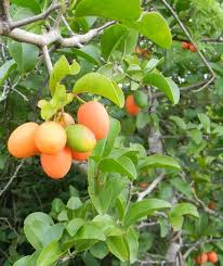 Image result for Ximenia afra